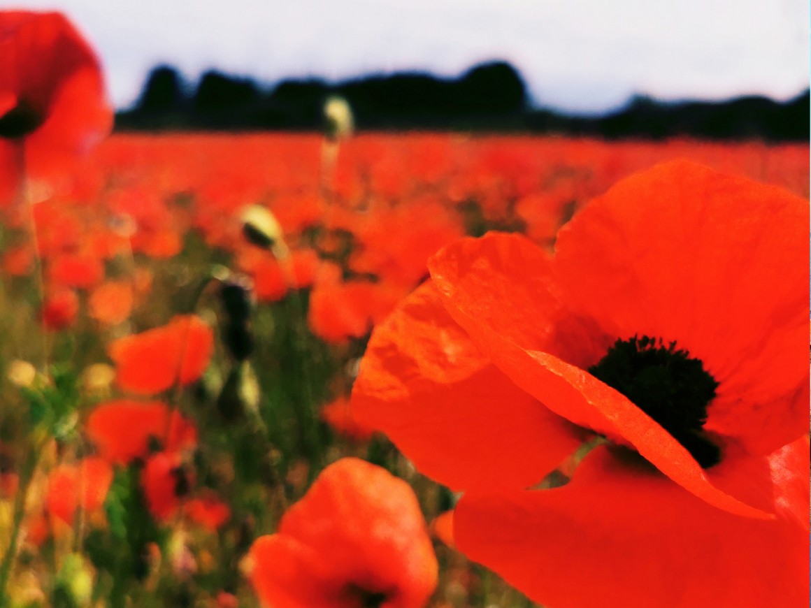 Camping Domaine Sainte Cécile **** Yelloh! Village à Vias Plage