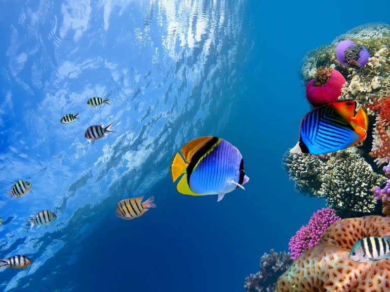 The Grand Aquarium Of Saint Malo Will Take Centre Stage During Your Holiday In Brittany These information answers detailedly about what to visit in saint malo. the grand aquarium of saint malo will