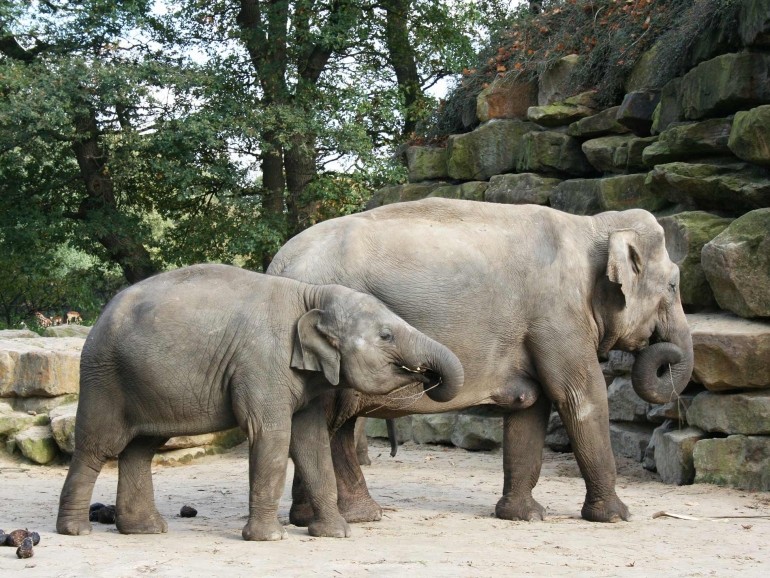 Kids And Adults Alike Will Love The Beauval Zoo