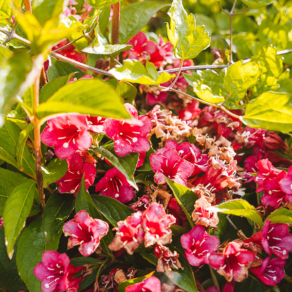 les petits camarguais 