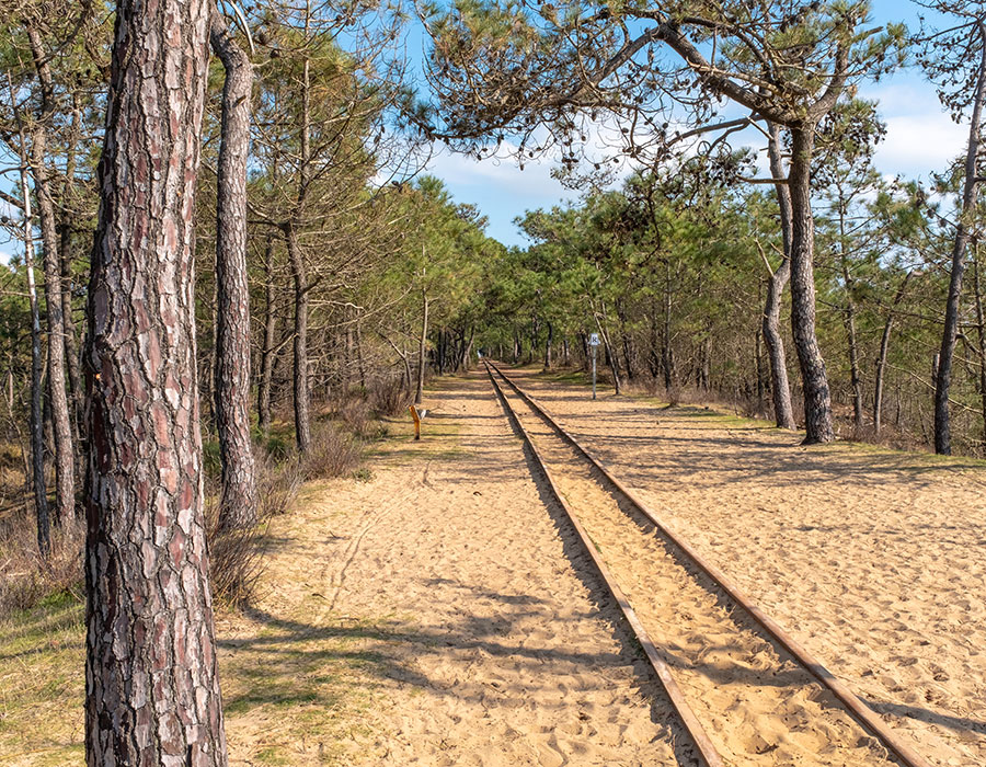 Forêt de pins à Saint-Trojan-les-Bains