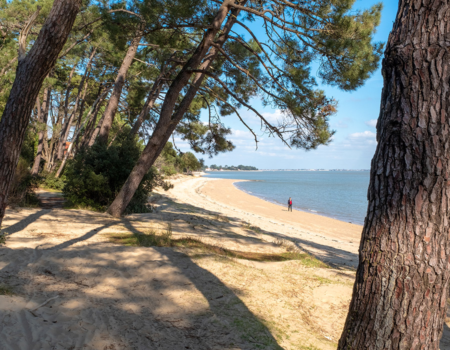 Plage dans la Forêt de Pins de Saint-Trojan-les-Bains
