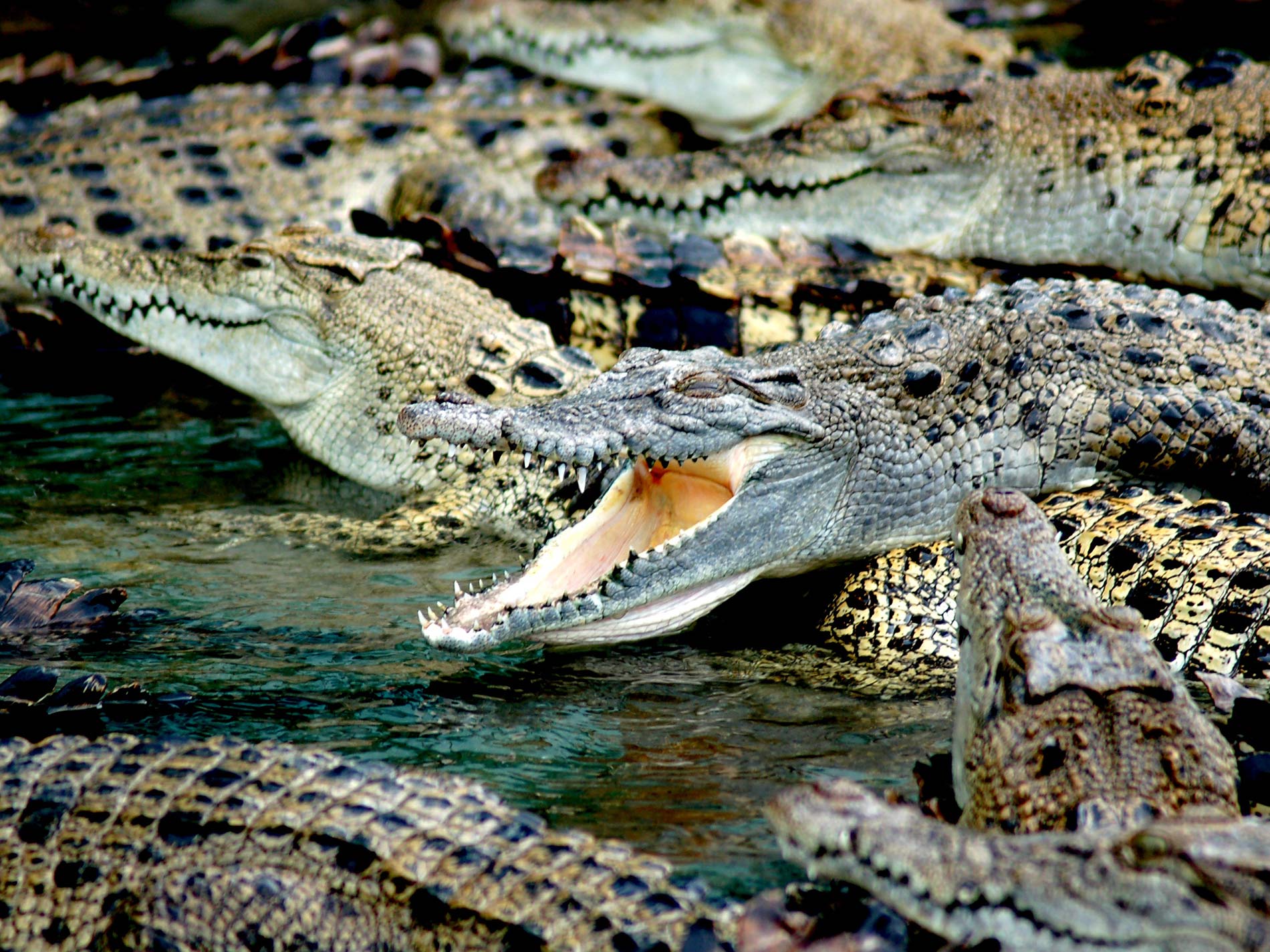 Ferme aux crocodiles de Pierrelattes