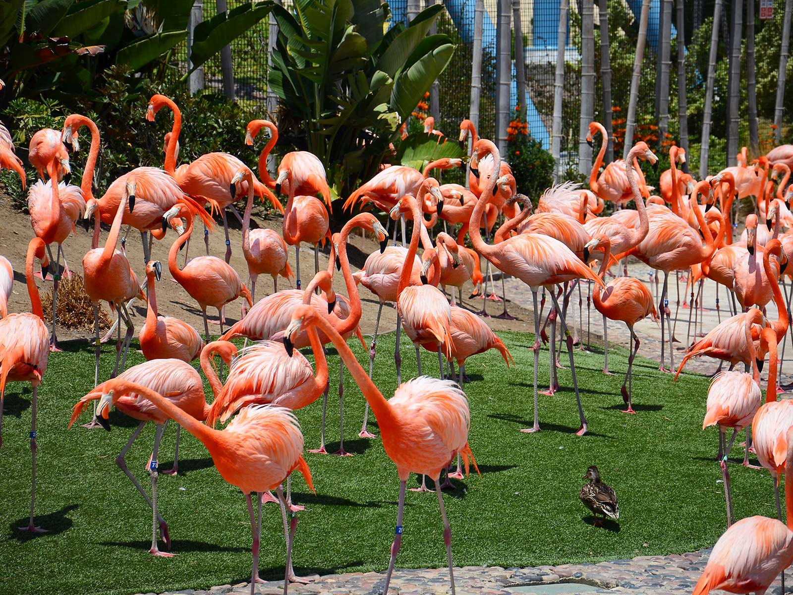 Zoo de Lagos